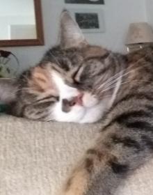 Cleo