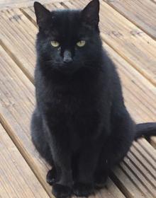 Perseus