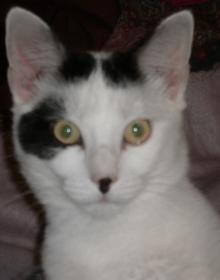 Smudge