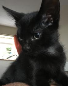 Zeus