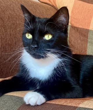 FELICIA