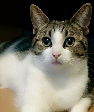 ZIVA